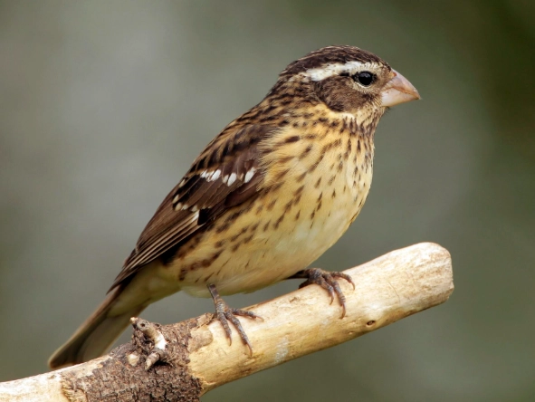 rose breasted grosbeak song