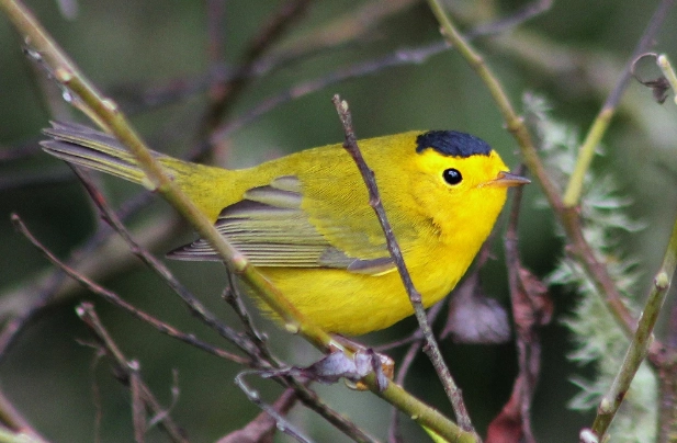 Wilson's warbler song Wilson's warbler song