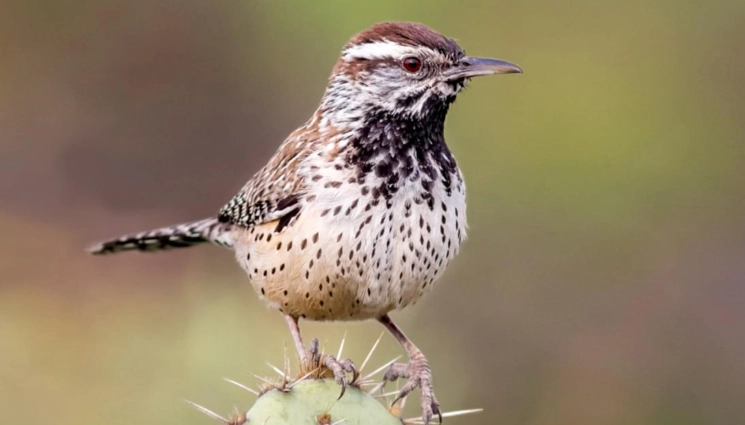 cactus wren facts