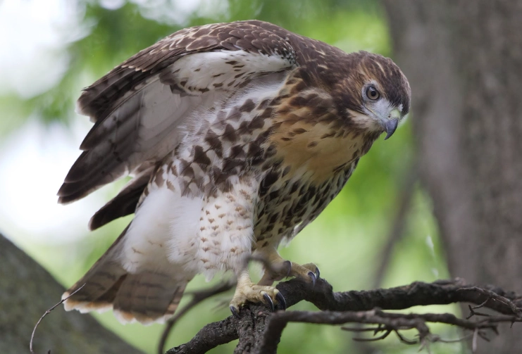 juvenile vs adult red-tailed hawk