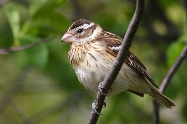 how to attract rose breasted grosbeak