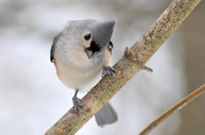 tufted titmouse call
