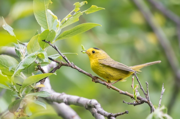 Wilson's warbler identification Wilson's warbler identification