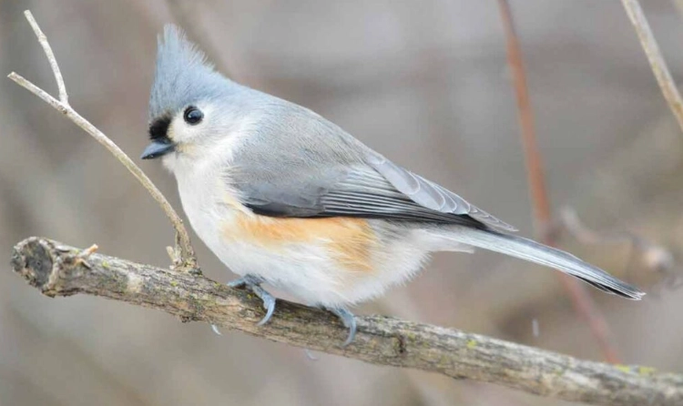 tufted titmouse call