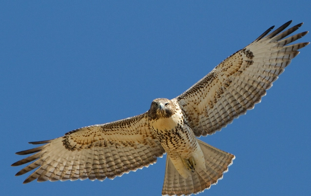 hawk feather meaning hawk feather meaning