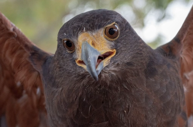 red tailed hawk sound red tailed hawk sound