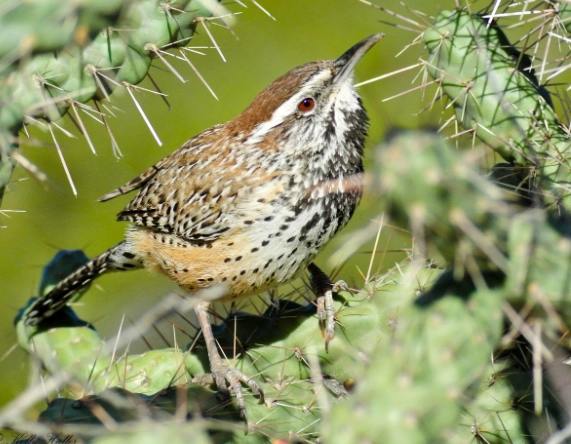 cactus wren nest