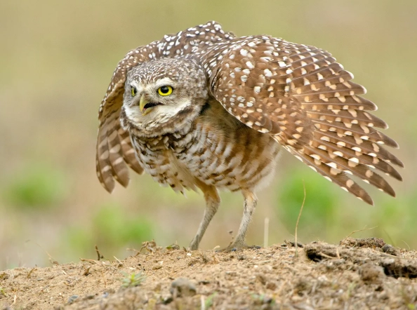 burrowing owl conservation