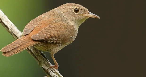 house wren bird