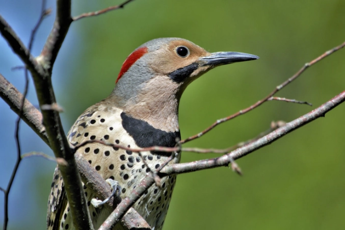 woodpecker species