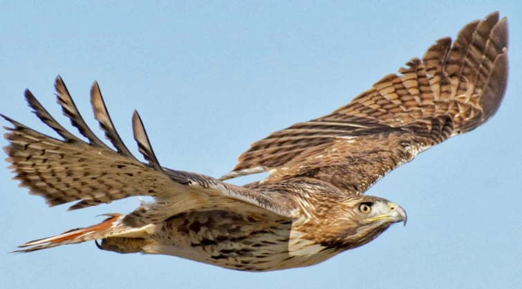 red tailed hawk sound red tailed hawk sound
