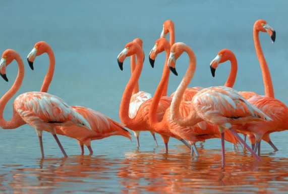 flamingo habitat