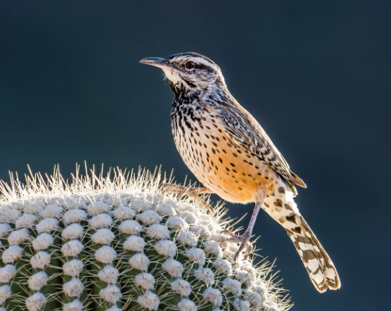 cactus wren facts
