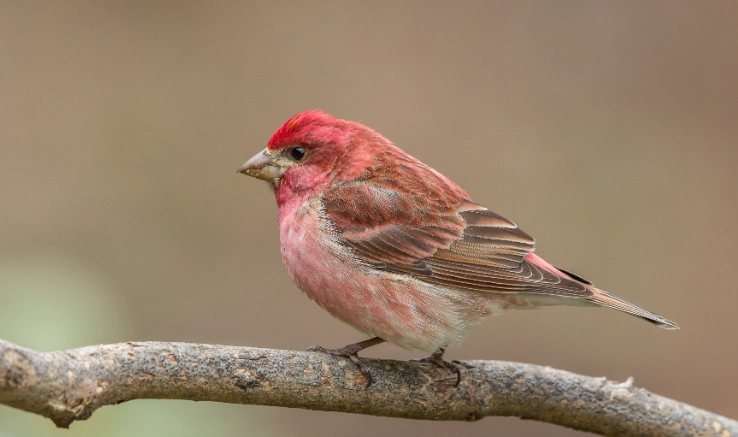 Purple Finch vs House Finch