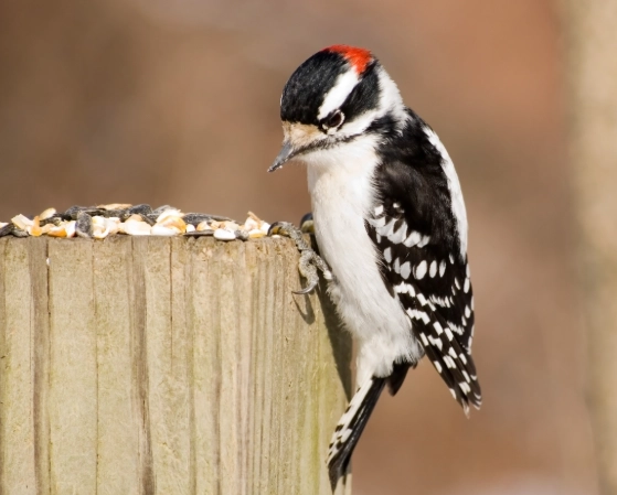 attract woodpeckers