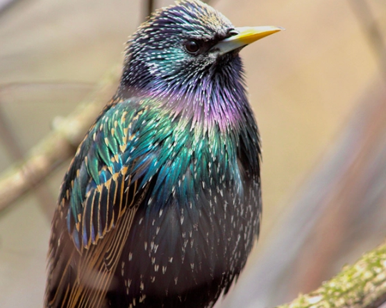 invasive starling species