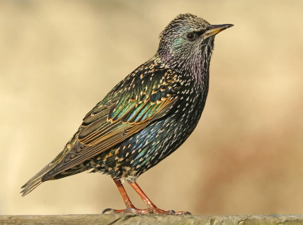 European starling identification