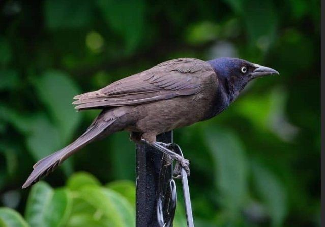 how to get rid of grackles