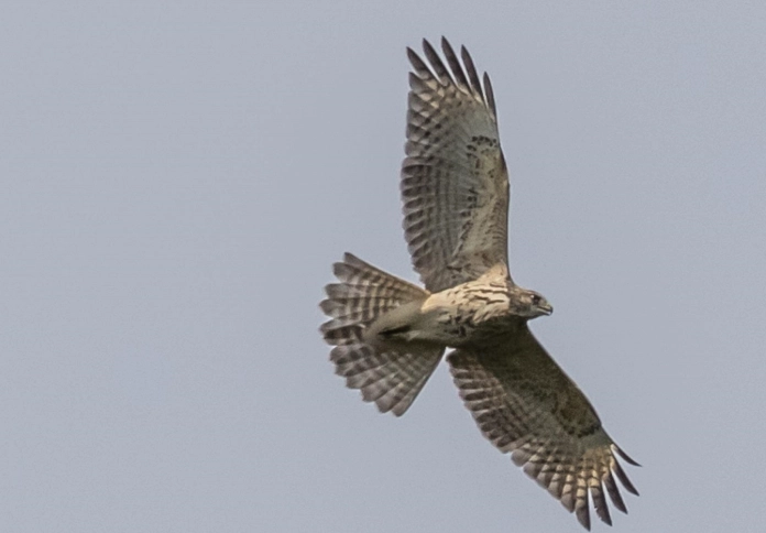 red-tailed hawk feather identification red-tailed hawk feather identification
