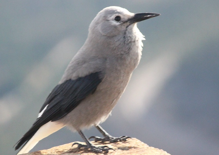 birds of the Rocky Mountains