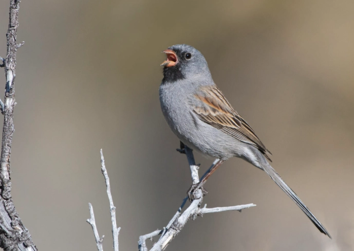 birding in Texas Hill Country