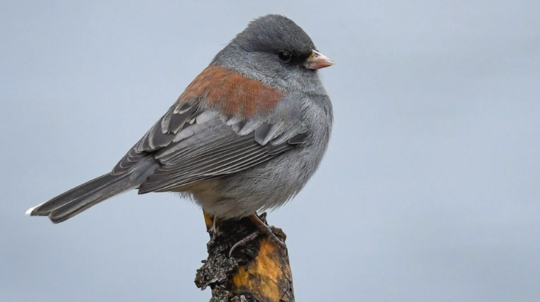 birding in Texas Hill Country