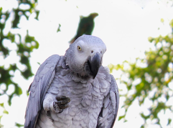 bird aging techniques