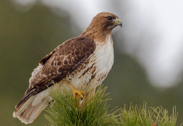 birds of the high mountains