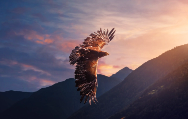 birds of prey identification birds of prey identification