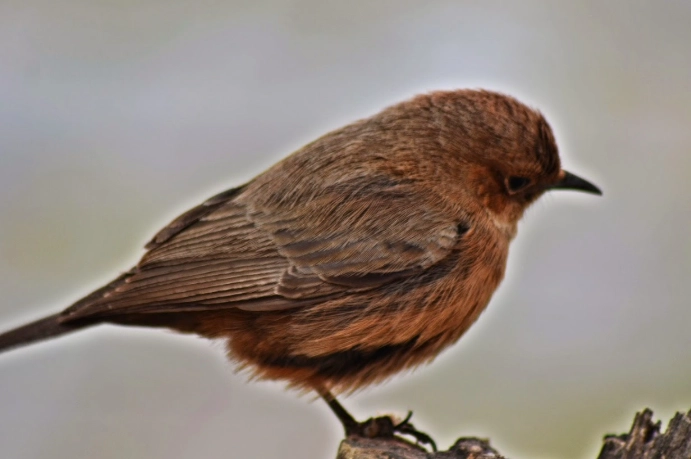 Texas mountain birds