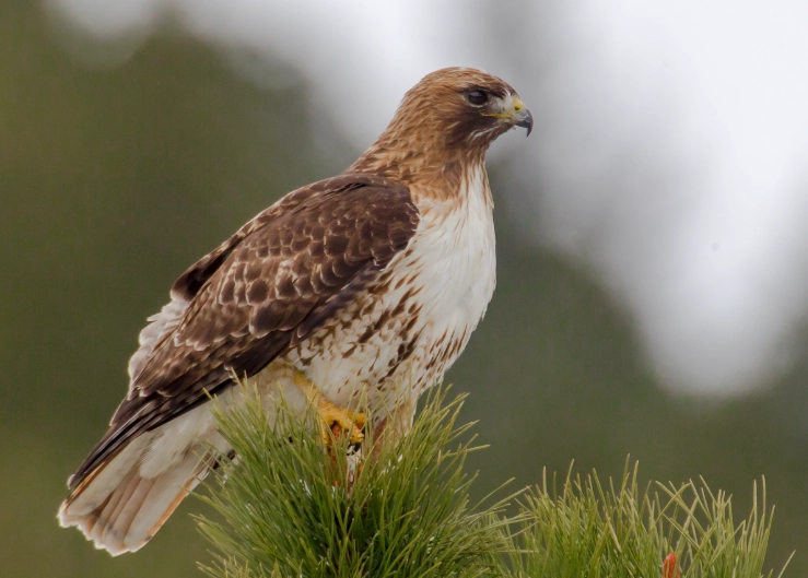 mountain birds of prey mountain birds of prey