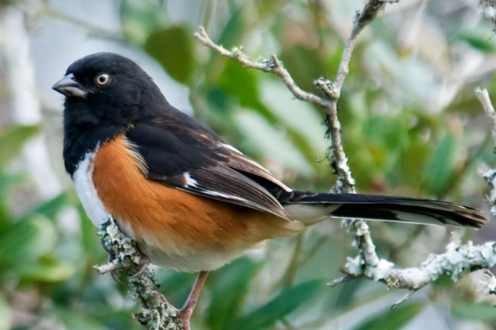 bird aging techniques