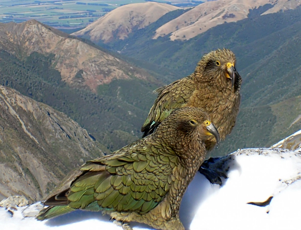 birds of prey identification birds of prey identification