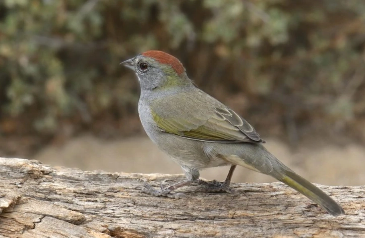 Texas mountain birds