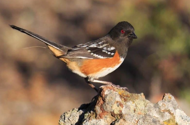 alpine bird species