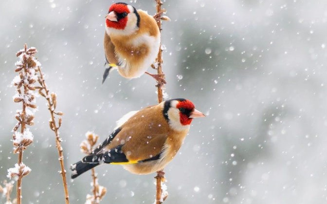 mountain birdwatching