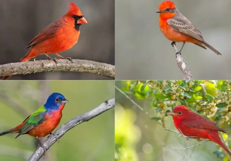 birding in Texas Hill Country