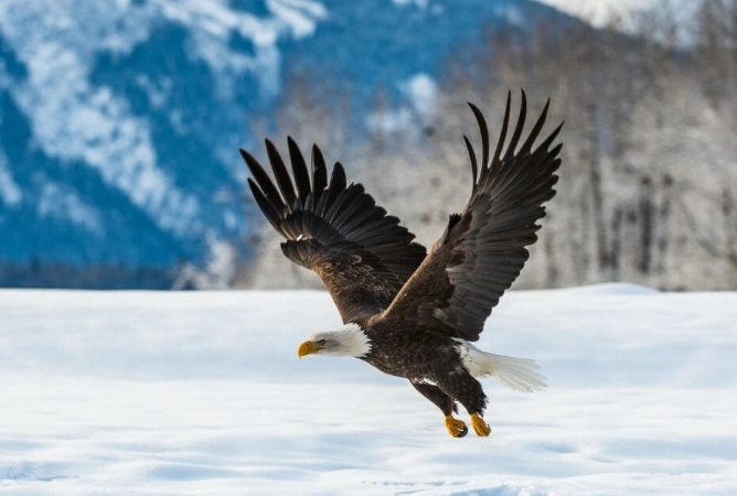 mountain birdwatching
