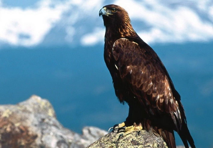 raptor conservation raptor conservation