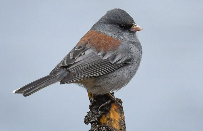 birds of the Rocky Mountains