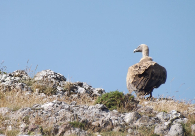mountain birds of prey mountain birds of prey