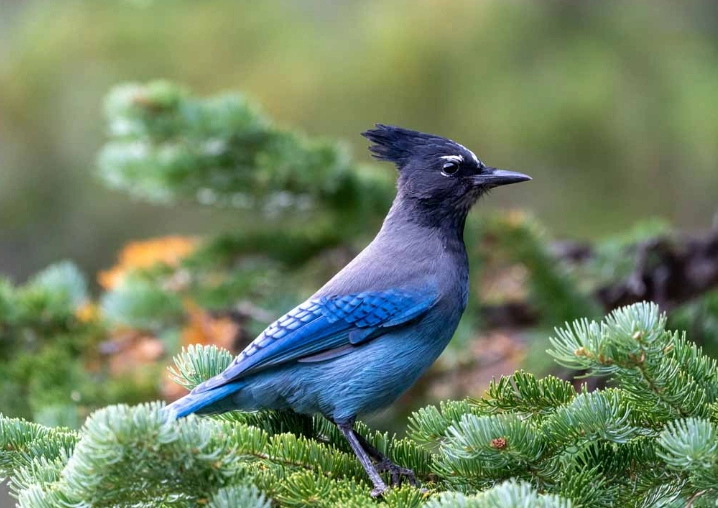 birds of the high mountains