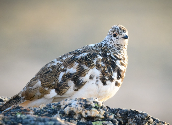 Rocky Mountain birdwatching