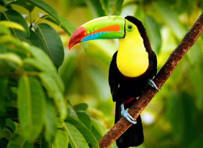 birds of the high mountains