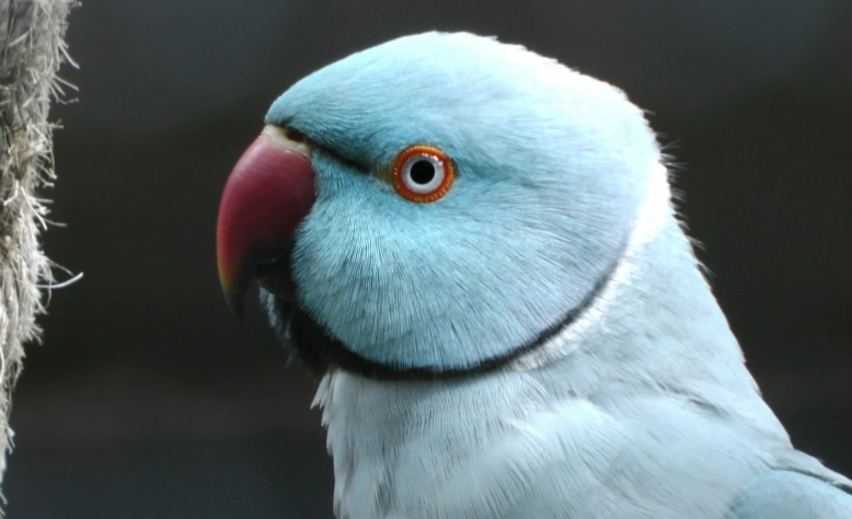 Blue ring around eyes bird Blue ring around eyes bird