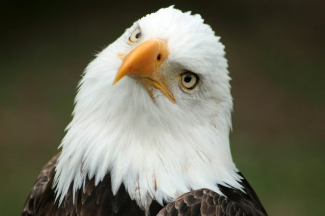 bird identification age sex bird identification age sex