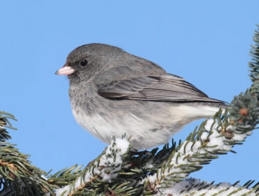 bird identification by age and sex california