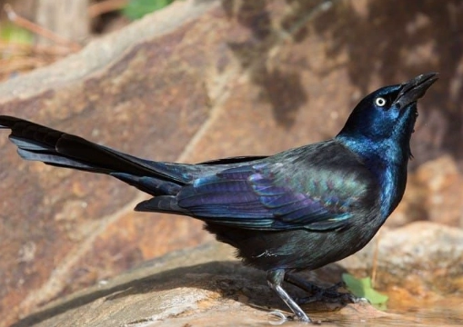 birds with blue eye rings birds with blue eye rings