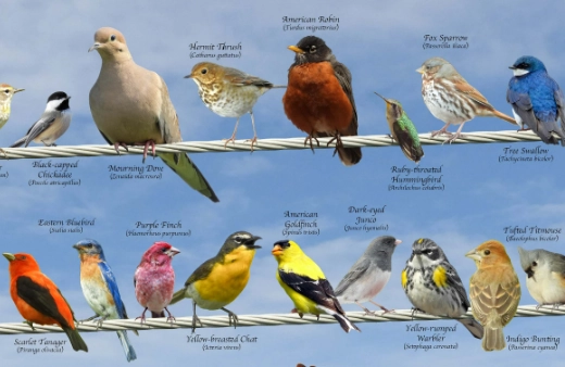 California birding guide