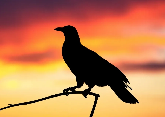 how to identify birds by shape how to identify birds by shape